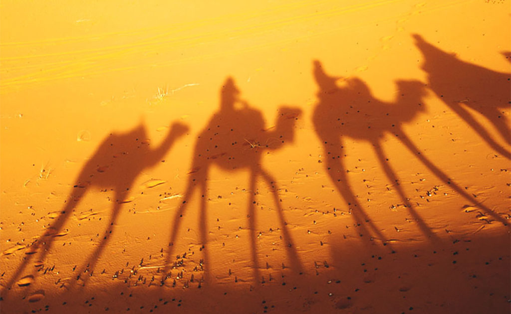 camels