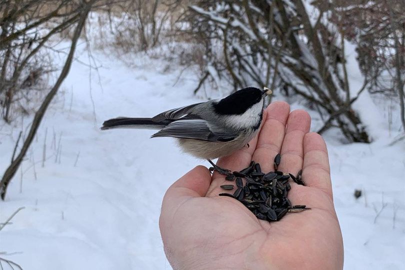 BirdsMessage